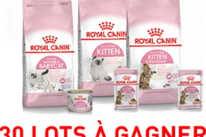 alimentation pour chaton Royal Canin